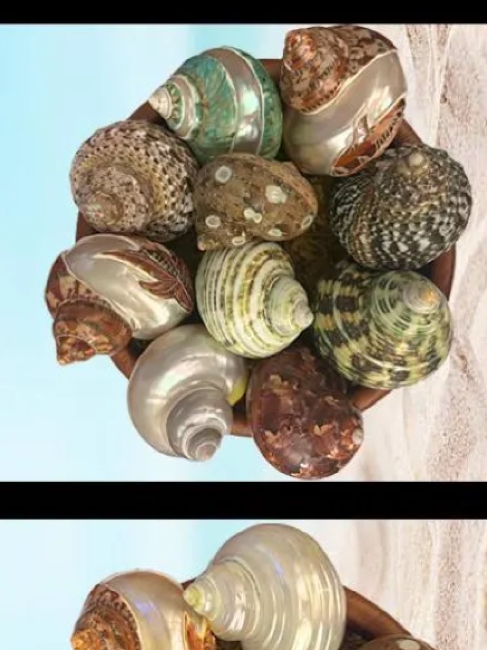 Hermit crab shells, many to choose from!